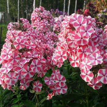 Флокс Phlox paniculata ‘Peppermint Twist’